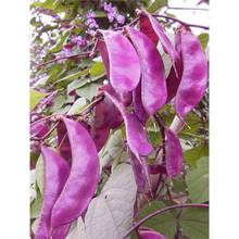 ��ɫ�ⶹ�N�Ӷ�ü���Nü���˷N��÷�����϶����ļ��t�߲�÷����