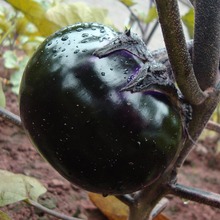 ��A���ӷN�Ӵ�ȫ�������ѷN�ϼt���Ӵ��ļ��߲˷N�ӷ����S��ֱ�N