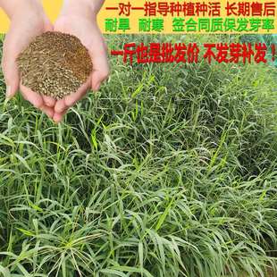 Four-Season Sowing of Molasses Grass Seeds Grows Quickly, Southern Soil Erosion Slope Protection and Soil-Fixing Grass Species Are Drought-Resistant and Improved Grasslands