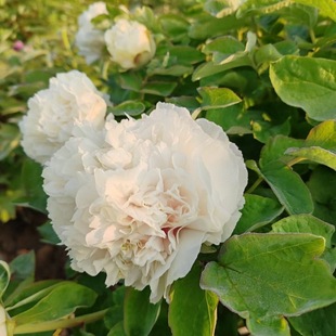 Huangcuiyu Authentic Luoyang Peony Flower Seedlings, Florals and Plants, Indoor Flower Pots with Soil, Double-Petaled Peony Flower Seedlings