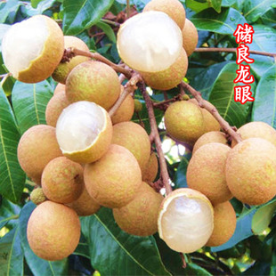 Nuclear-Free Longan Seedlings, Grafted Seedlings, Four-Season Storage Longan, Southern Extra-Large Stone Longan Large Seedlings That Bear Fruit in the Same Year
