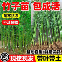 竹子苗地栽北方耐寒庭院观赏早园竹大型毛竹金镶玉竹罗汉竹紫