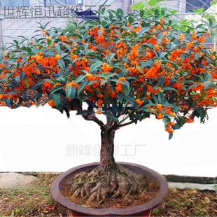 𻨘Խͻ҃ͥԺ̨_GGֲ