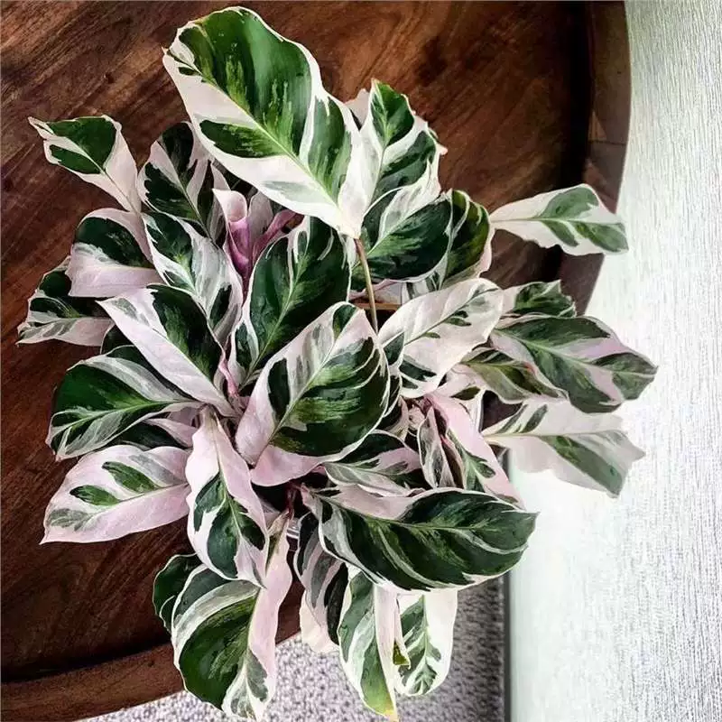 Голландская импортная белая картина маслом каладиум в скандинавском стиле, популярное лиственное растение для дома, гостиной, балкона, теневыносливое и легко выращиваемое растение в горшке