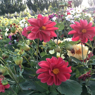 Physical Store Wholesale Wholesale Dahlia Dahlia Seeds Planted in the Year New Particles Full Germination Rate