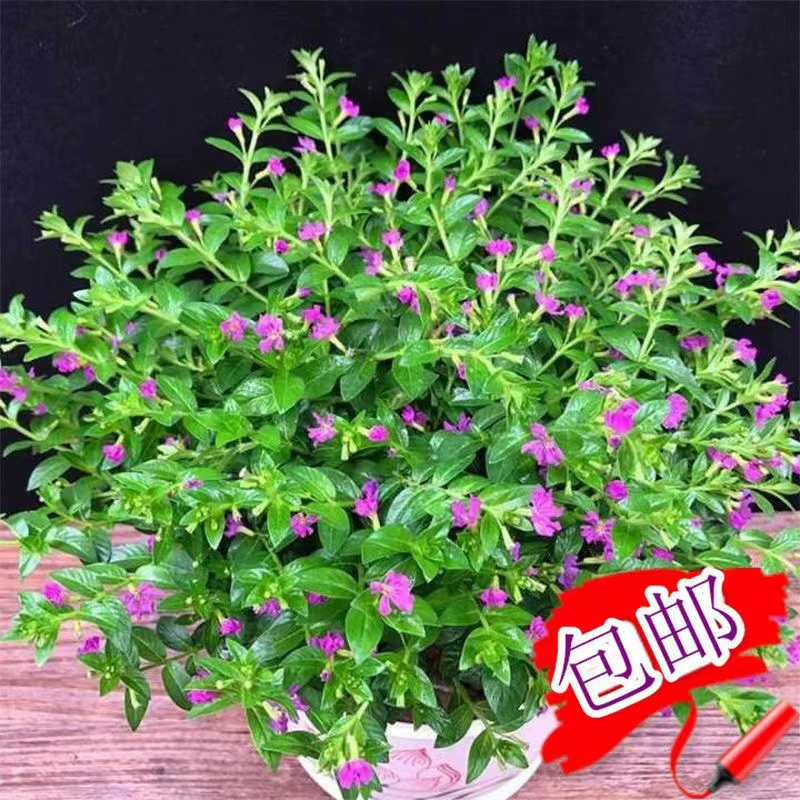 Гипсофила в горшках с бутонами, цветы и растения, цветущие в любое время года, балконные комнатные цветы и зеленые растения бонсай.