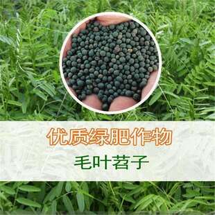 ë���ӷN�ӹ��@�G������Bֳ������Դ���ܹ����o���L��ëҰ�㶹��