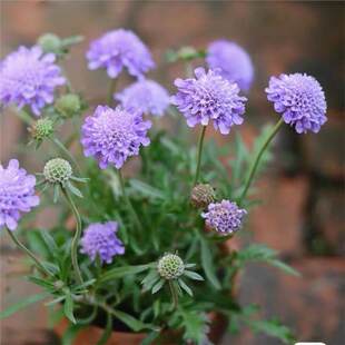 ��Ʒ �{�軨 ��Ʒ�����l�r���ͺ��������{ɫ�����̨�{ɫ���@���B