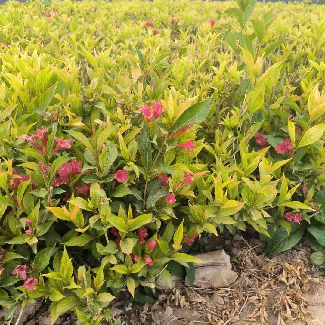 红王子锦带花树苗庭院绿化工程植物四季开花耐寒耐冻新疆西藏种植