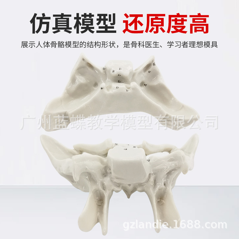 �ǵ���ɸ�ǷŴ����ģ�� �����������ģ�� �ǿ�ҽѧ�����̾�