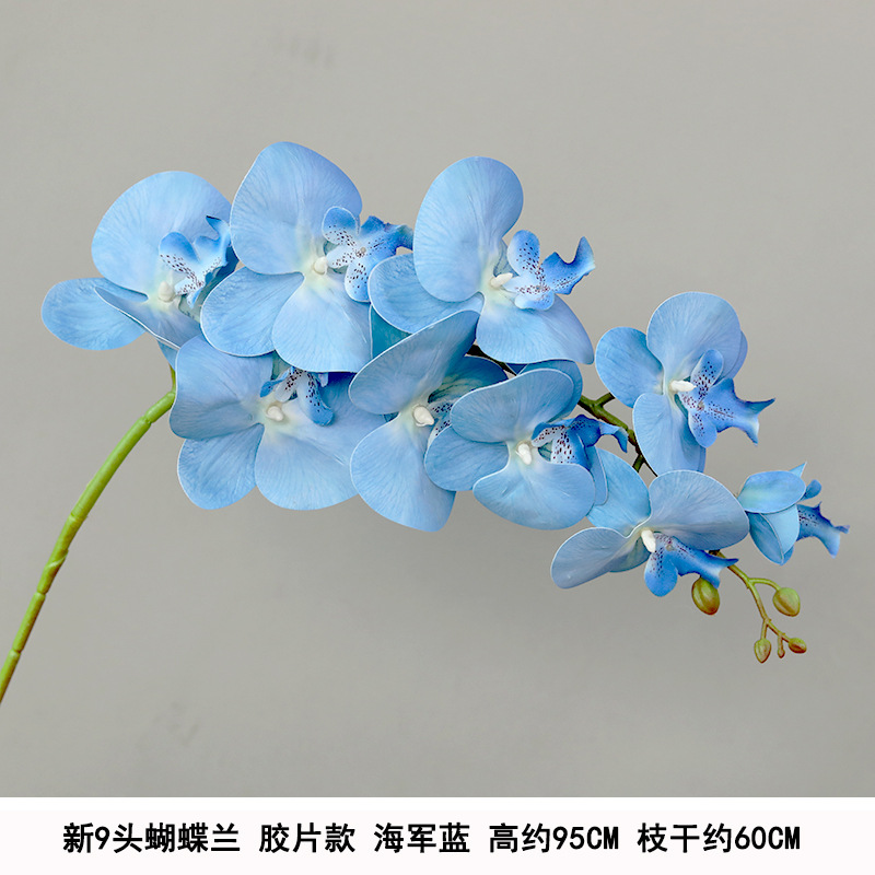 9-head film waterproof phalaenopsis blue
