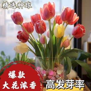 Tulip Bulbs Wholesale Large Balls for Flower Viewing Desktop Indoor and Outdoor Potted Courtyard Soil Culture Hydroponic Florals Blooming in All Seasons