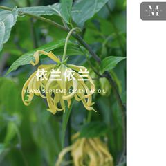 依蘭依蘭精油(Ylang Ylang) マダガスカル自営生産区AG輸入片方精油