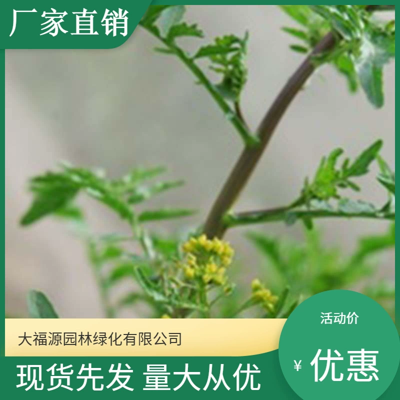 Оптовая продажа шарообразных фруктов и овощей ветрового цвета, производимых и продаваемых самостоятельно, полные сорта для ландшафтных и зеленых проектов в живописных местах.