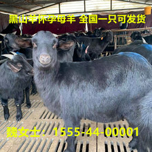 努比亚黑山羊羊苗 黑山羊怀孕母羊 种公羊 可视频挑选