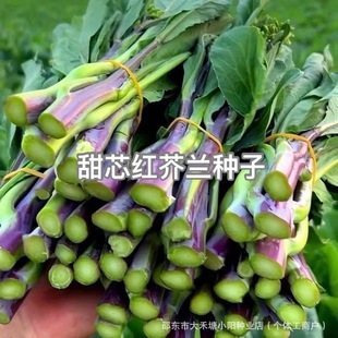 ���ļt���{�N���Ѹ߮a�ļ����N�͟��Ϲ����m��̦�N���߲˷N�Ӵ�ȫ