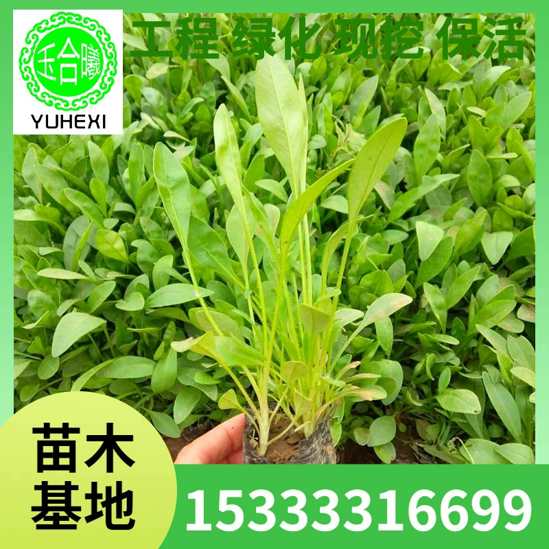 Оптовая база крупноквашечного золотарника, многолетние травяные саженцы золотарника для проектов зеленения в горшках, поставляемые в северные и южные регионы.