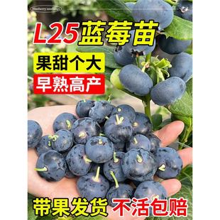 �{ݮ��������Ԏ�������������������Ϸ������NֲL25�ش�̖����