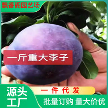 һlӘÓϱͥԺԘԼ޽Ӽ޽