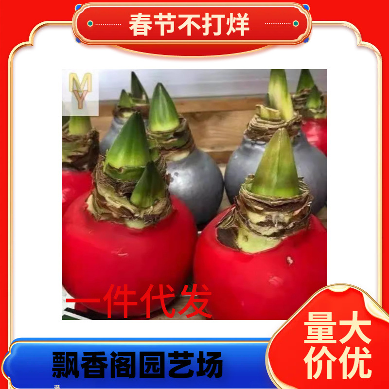 朱顶红重瓣种球盆栽花卉植物室内四季开花阿弗雷鬼魅初恋双梦