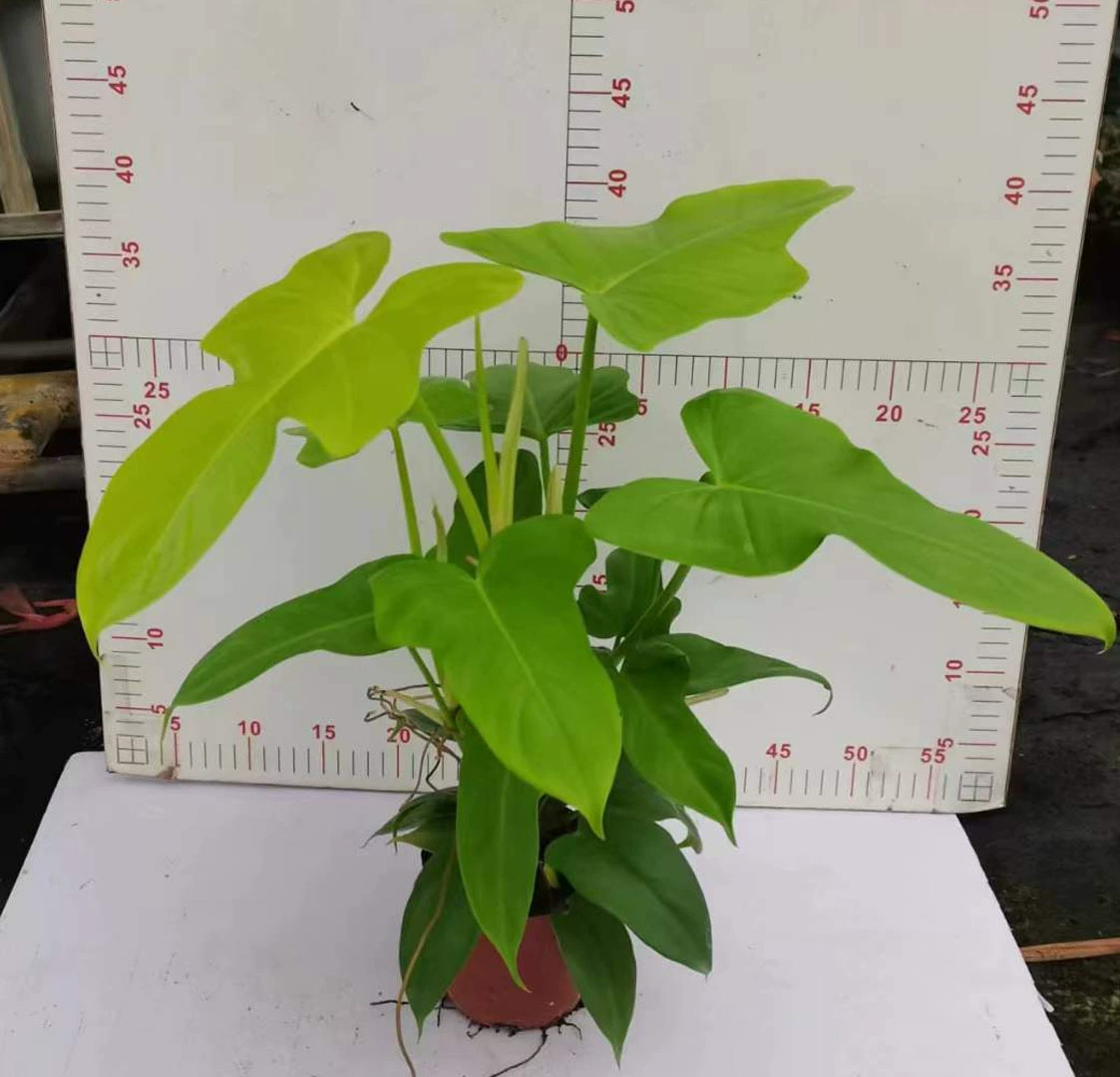 [Базовые прямые поставки] Чистая красная листва Цветы растений Маленькая лоза в горшке Зеленый бархат 110 Скрипка из сусального золота