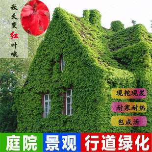 ��ɽ������ֲ���ļ�ͥԺ�҃ȑ����������ܼt�����~���������Ԙ���