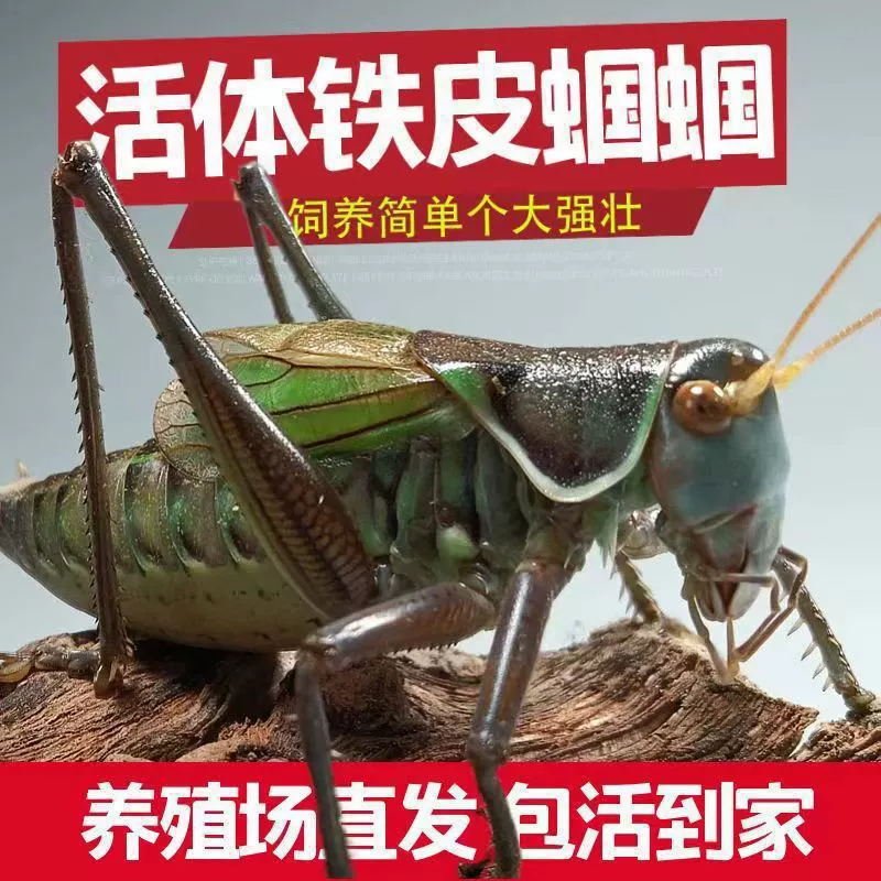 Живой сороконожка, живая железная поющая насекомая, живая большая личинка, большой живот, железная кожа, зеленый питомец.