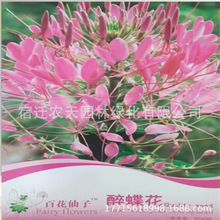 批发彩包种四季播种室内阳台盆栽花卉种子家庭花种葫芦薰衣草地摊