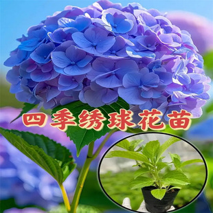 ������ֲ��o�M���_�����B�Ļ��ļ��������Ի���ֲ���҃����B��