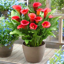 彩色马蹄莲种球室内盆栽球根花卉种子阳台多年生四季开花植物