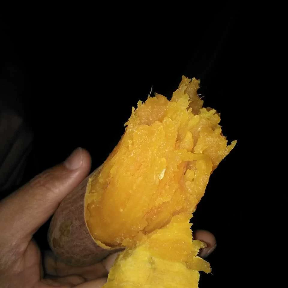 Сладкий картофель оптовая продажа песчаной почвы сельскохозяйственных продуктов Сладкий картофель свежий сладкий картофель