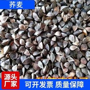Buckwheat Seeds Buckwheat Buckwheat Seeds Edible Buckwheat Grain Wheat Triangle Wheat Sowing in Four Seasons