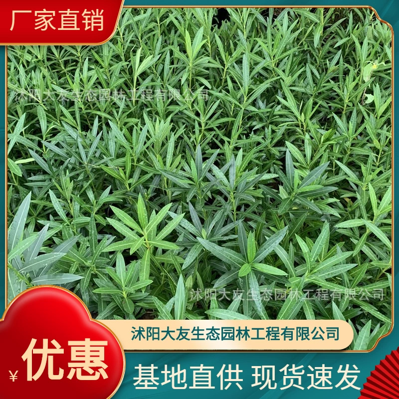 База олеандра оптом Саженцы олеандра собственного производства Разновидности завершают проект живописного ландшафтного дизайна озеленение саженцев