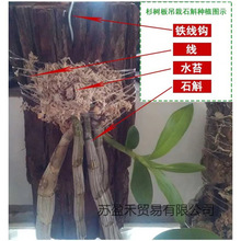 杉木兰花石斛石斛木板板石蛇种植板木板宠杉树爬软木树皮皮板植物