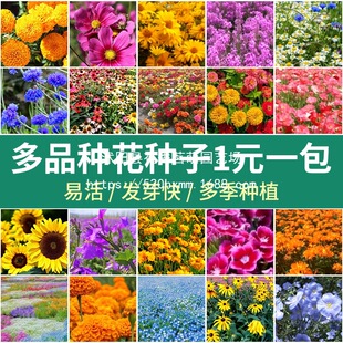 �_���ױ���N�Ӳ��໨���҃������ļ��N�׻����Ի���ֲ�ﻨ�N����