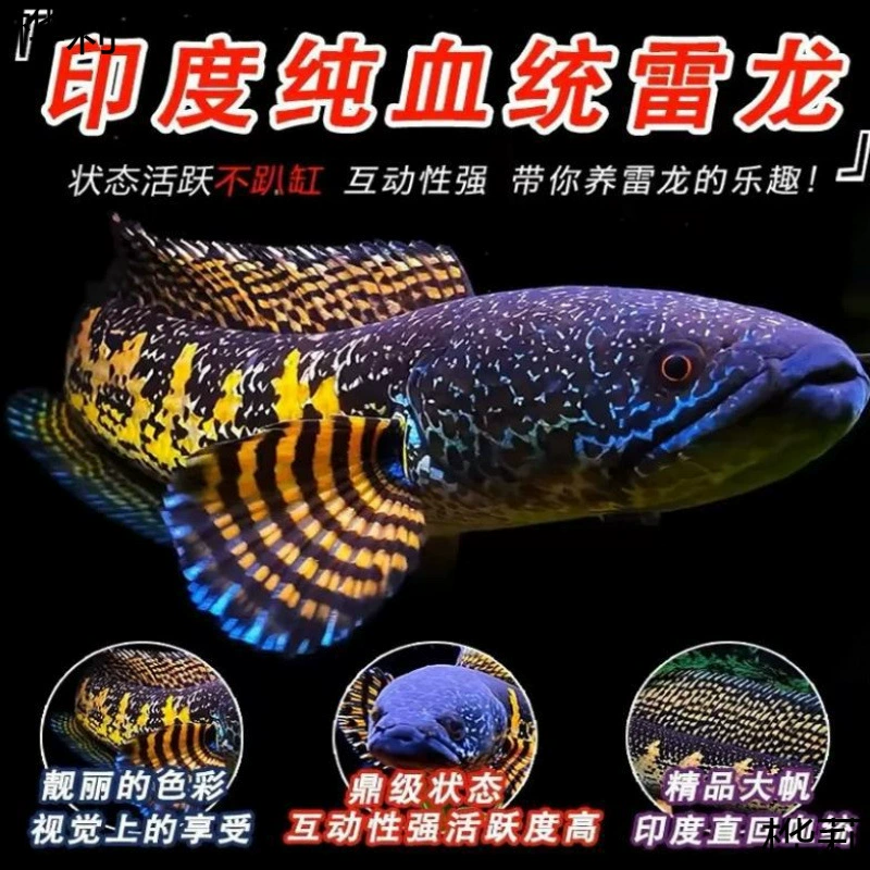 Бронхозавр, декоративная рыба, золотая кобра, бронхозавр, рыба, дикая тропическая рыба, молочный чай, бронхозавр, пресноводная рыба, радужный бронхозавр, рыба