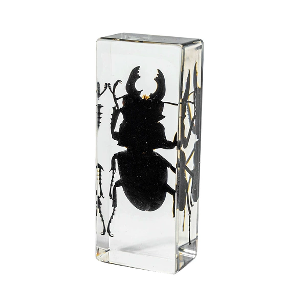 11CM large black stag beetle