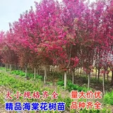 高杆海棠树苗西府海棠垂丝海棠北美海棠树庭院地栽绿化苗木风景树
