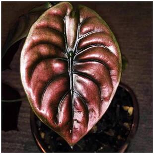�~�~����Alocasia Red Secret INS�W�t��ֲ�Gֲ�����^�~���m�M��
