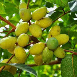 青橄榄树苗果树苗苏皮甜橄榄苗正宗金玉三棯橄榄苗黑橄榄树苗