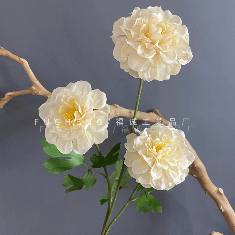 천축 모란 3송이