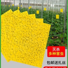 粘着バグボード、黄色のボード、小飛翔昆虫用両面粘着、果樹園ハエトリグサトラップ、温室ハエ駆除ステッカー、強粘着ハエ取り紙