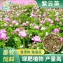 四季定制种植苕子