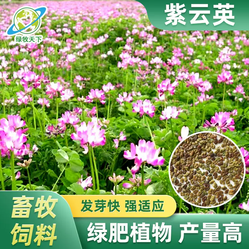 定制箭筈舌豌豆种子绿肥紫云英草籽光叶紫花苕毛苕子种籽四季播种