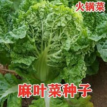 ~偲˰ײ˷Nݟo~~Sİ״ļ߲˷NZ