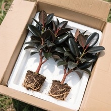 橡皮树黑金刚盆栽好养绿植客厅阳台四季常青植物净化空气办公室内