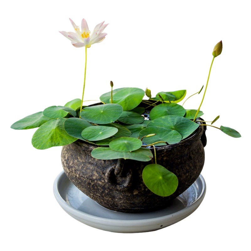 Универсальная почва для посадки цветов и овощей, высококачественная питательная прудовая грязь, речная грязь, почва для посадки растений в гидропонике.