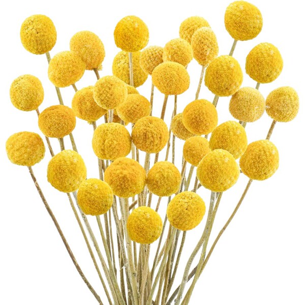 Golden Ball Belgian Ball Gold Dried Fruit Flowers Everlasting…