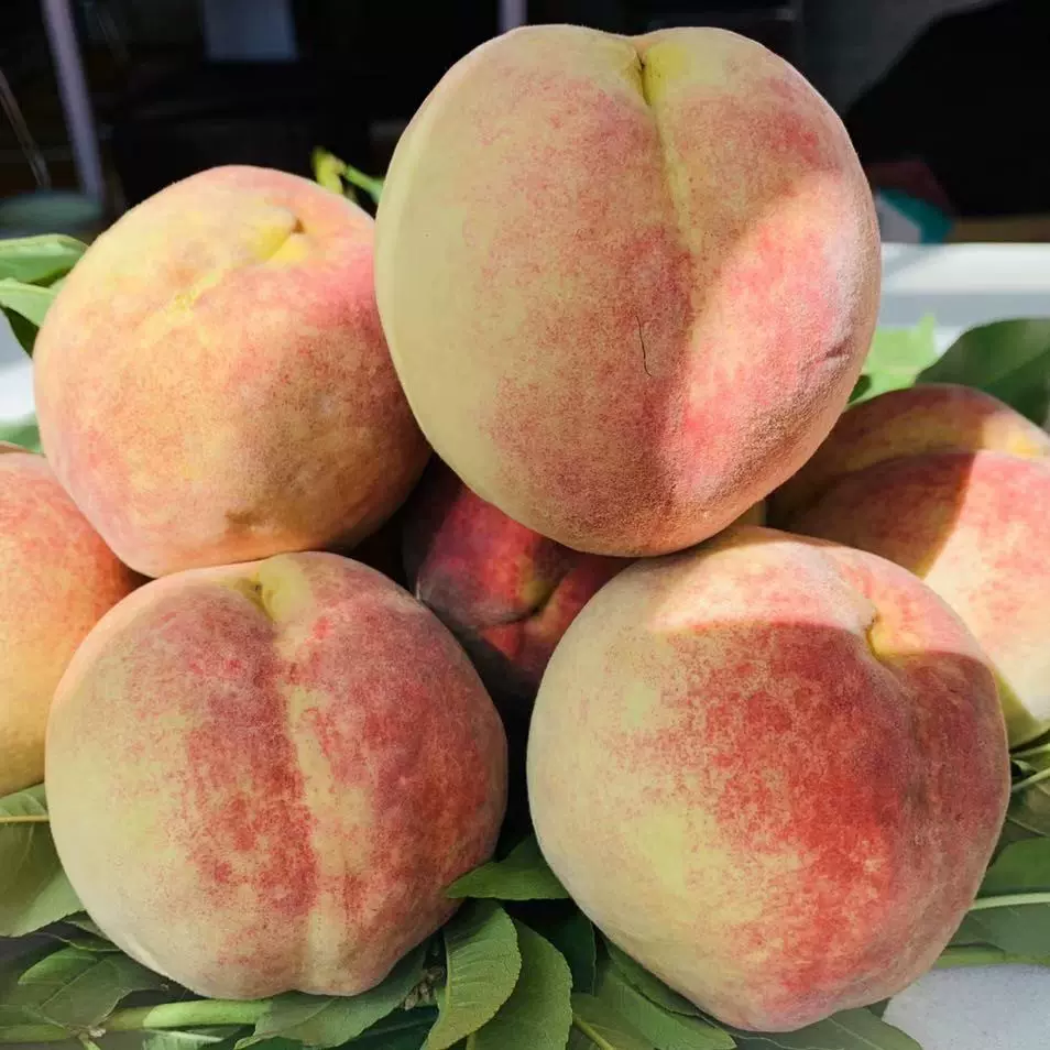 【活动】山东潍坊青州蜜桃 代发5斤当季脆甜冬桃新鲜孕妇水果