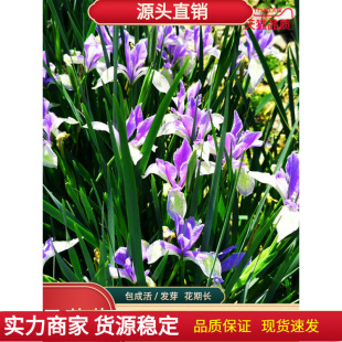 �Rɏ�N�Ӷ���������ֲ�ﻨ�N�����R�m�N���R�A�׻�ѾG�����N��